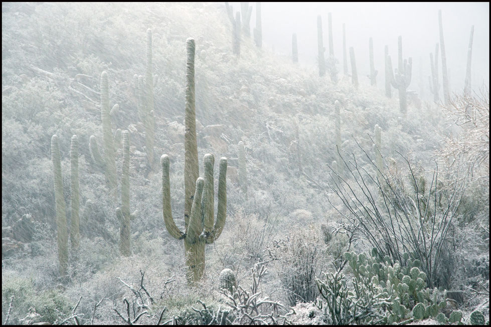 Desert Snow