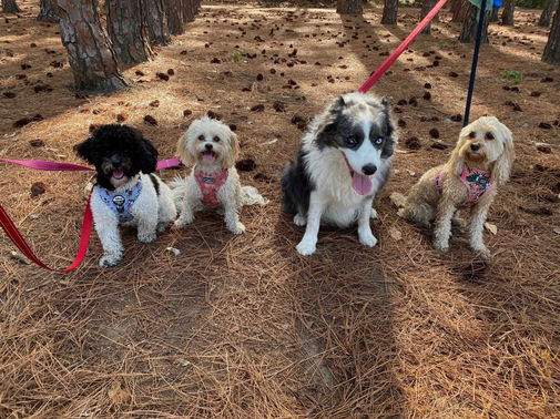 Daisy-Anne & Mickey with furry friends