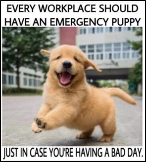 Therapy Dogs in the Workplace
