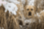 snow_overlay_longer_clean-2.gif
