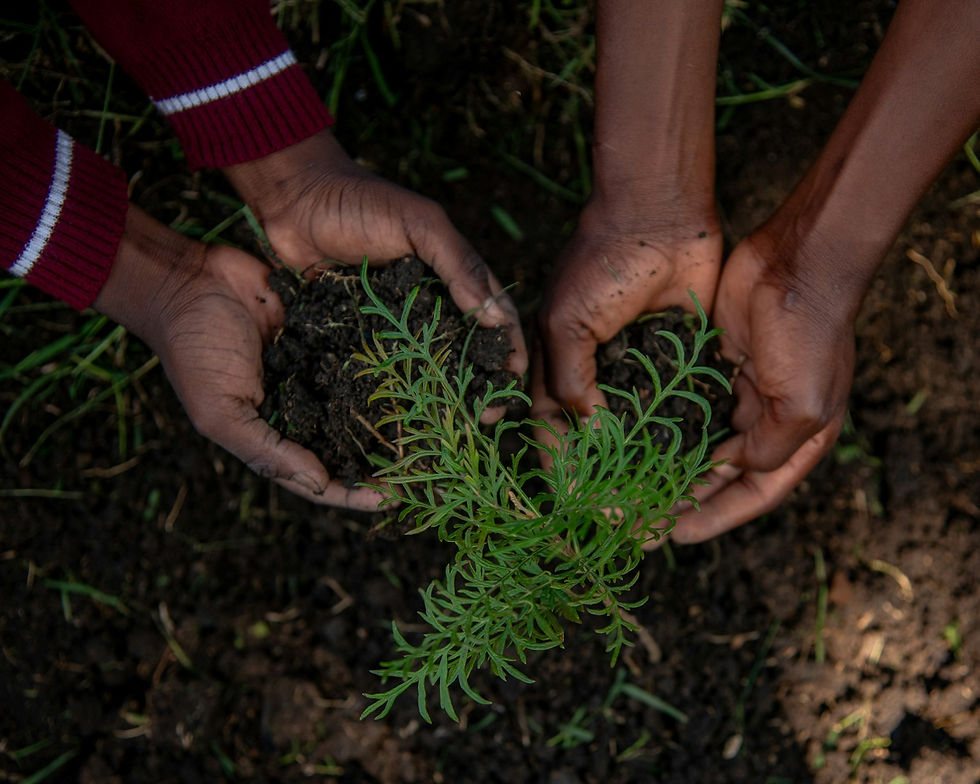 Two pairs of hands planting a young seedling together, a memorial idea after losing a dog