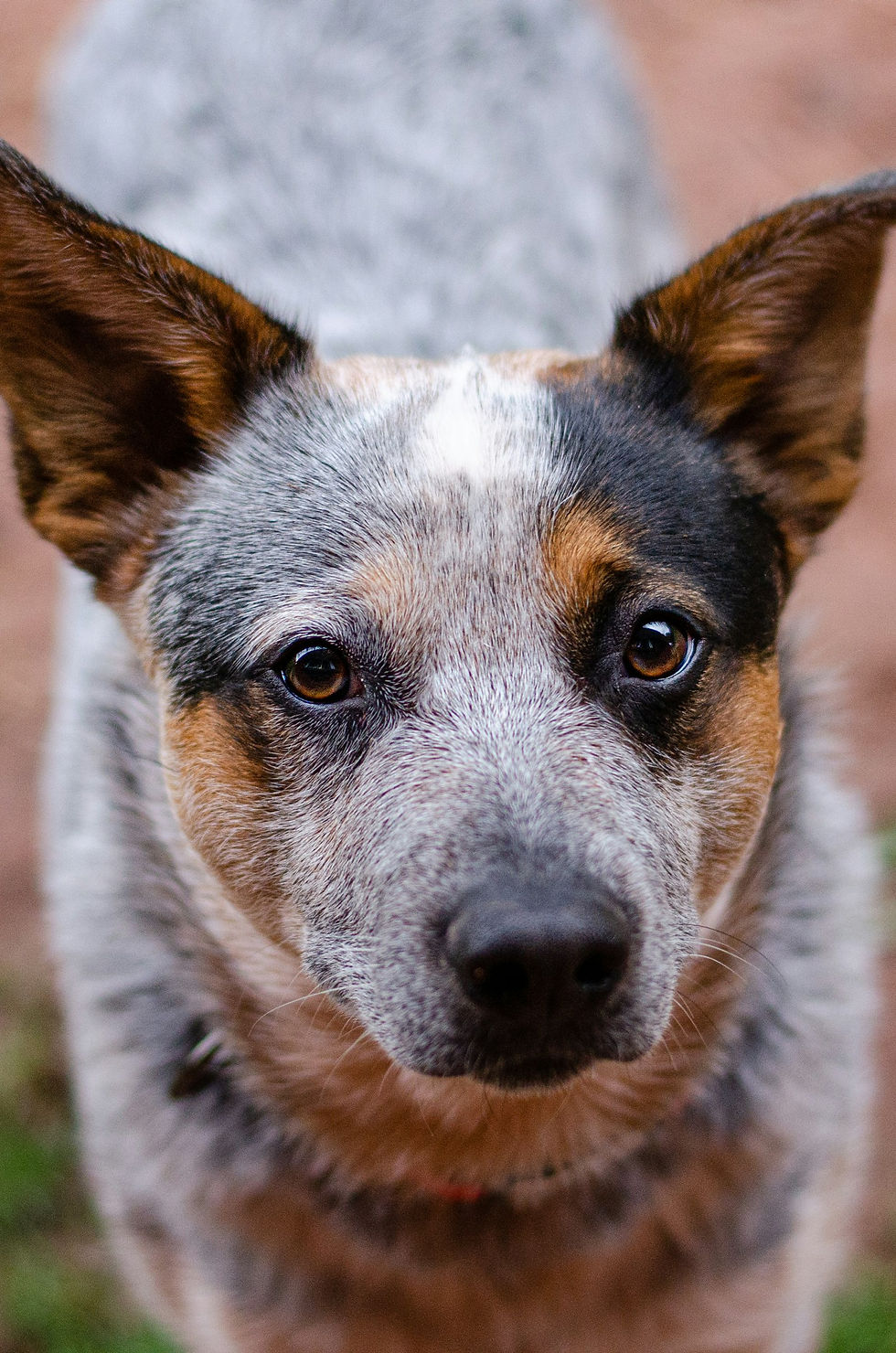 Close-up portrait of an Australian cattle dog, the breed of Bluey, the oldest dog ever verified