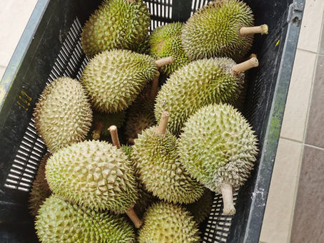 How To Choose The Best Musang King