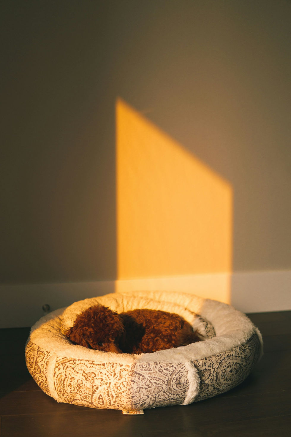 Empty round dog bed in a beam of warm afternoon sunlight, a quiet reminder of losing a dog
