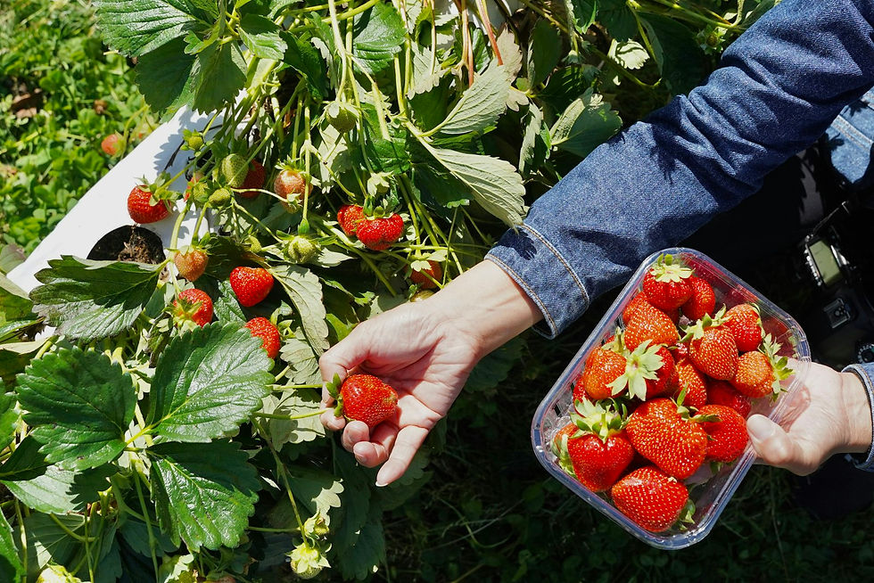 Visitor picking strawberries at a pick-your-own farm, a direct-to-consumer market that USDA's Farmers Market Promotion Program can fund