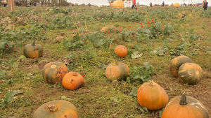 Visitors picking their own pumpkins in a UK pumpkin field, the kind of seasonal attraction that started Bates Farm's farm diversification