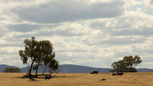 Black cattle grazing on dry golden pasture in rural Victoria, Australia, the kind of dry season that makes drought-proofing farm income urgent