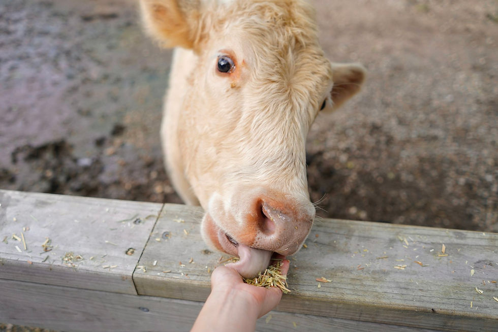 A visitor's hand feeding grain to a young cream-coloured cow over a wooden rail on an Australian farm, the kind of simple farm experience city guests pay for