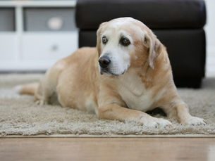 Old yellow Labrador with a white muzzle resting on a rug, a picture of gentle senior dog care