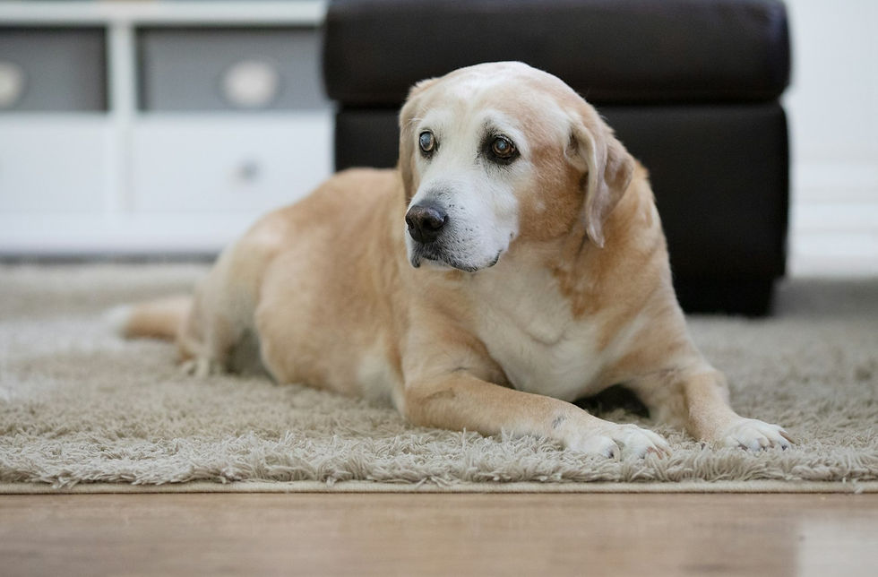 Old yellow Labrador with a white muzzle resting on a rug, a picture of gentle senior dog care