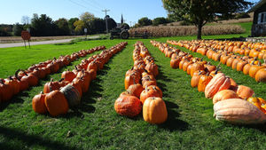 Pumpkin patch with rows of orange pumpkins at a fall harvest fair, illustrating the Hunt Club Farm agritourism case study
