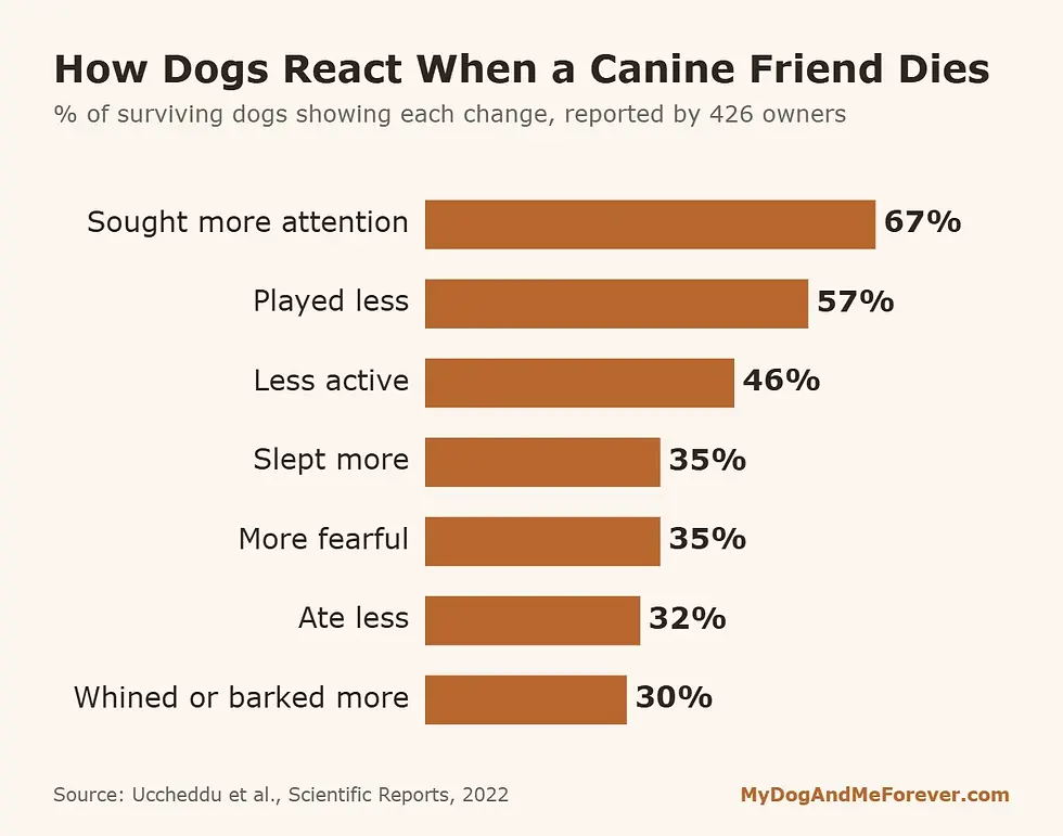Bar chart of behaviour changes in dogs after losing a canine companion: more attention seeking, less play