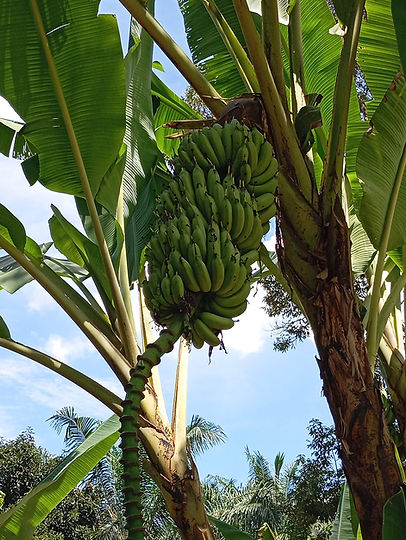 I tried diversifying to other crops but did not find success