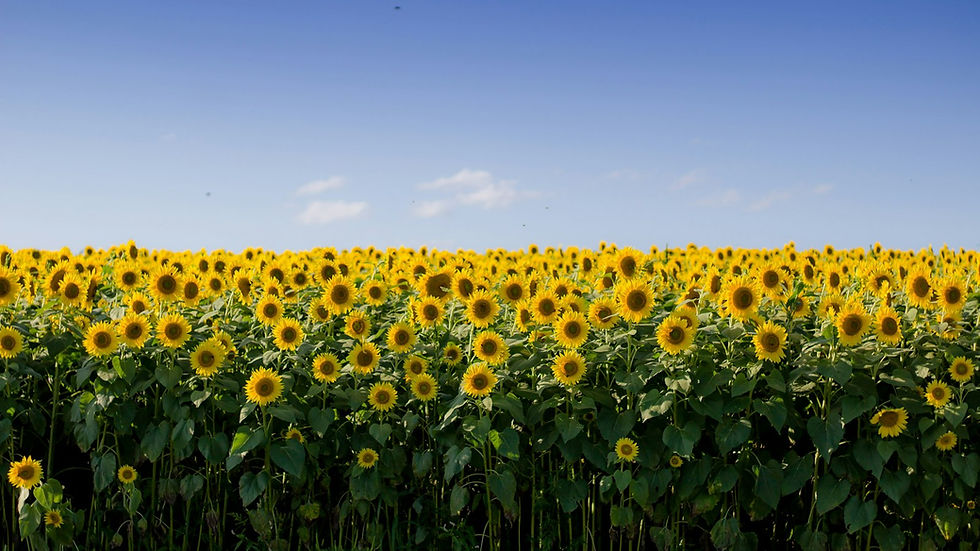 How to Start a U-Pick Flower Field: The $100 Bulb Deal That Grew Into 2 Million Tulips, and the Sunflower Farm That Had to Close
