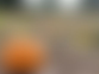 Orange pumpkins ready for picking in a farm pumpkin patch, illustrating the Kuipers Family Farm agritourism case study