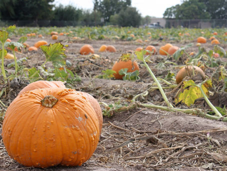 Orange pumpkins ready for picking in a farm pumpkin patch, illustrating the Kuipers Family Farm agritourism case study