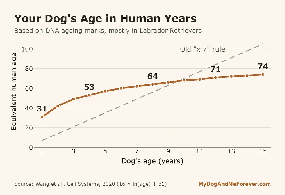 Line chart of dog age in human years from the UC San Diego DNA clock, rising fast then flattening with age