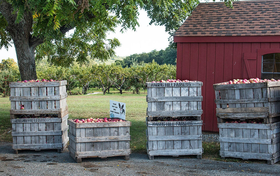 Wooden bins of red apples stacked beside a red barn at an apple orchard, the kind of volume sold to wholesale buyers
