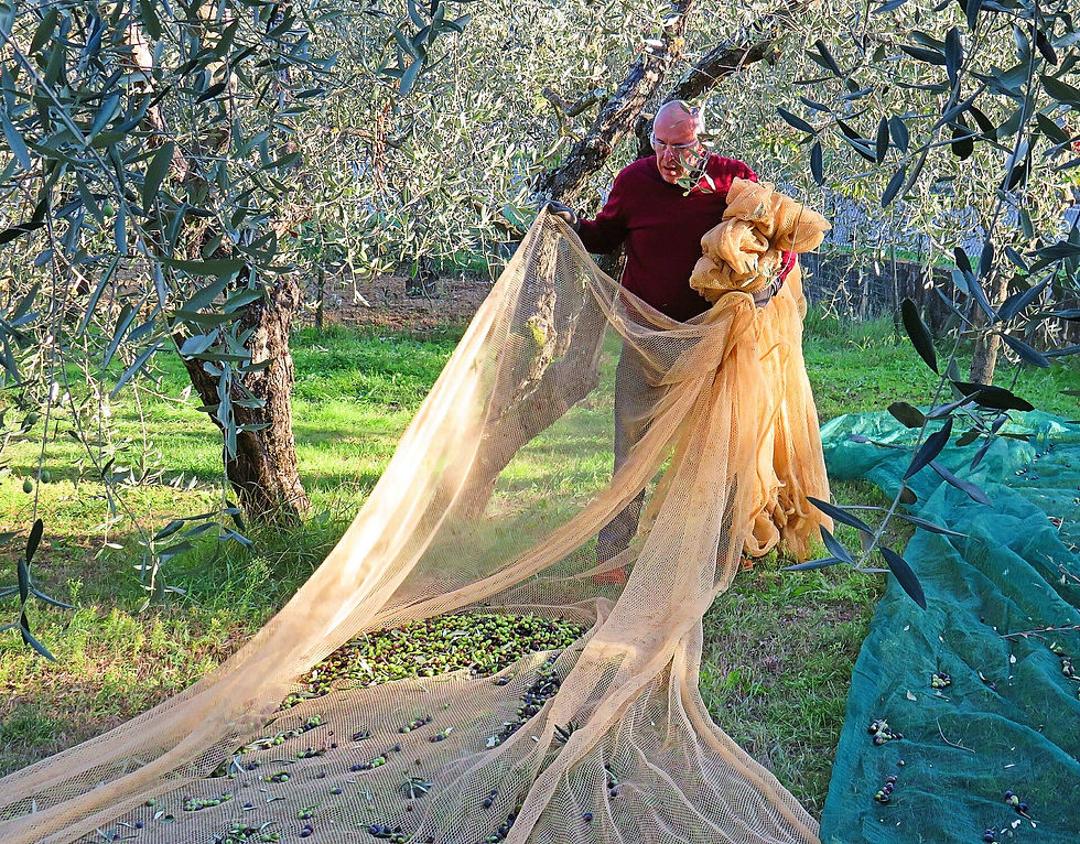 Farmer gathering olive harvest nets under olive trees in Tuscany, the first step in making estate olive oil