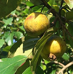 Frutos de Campomanesia Lineatifolia