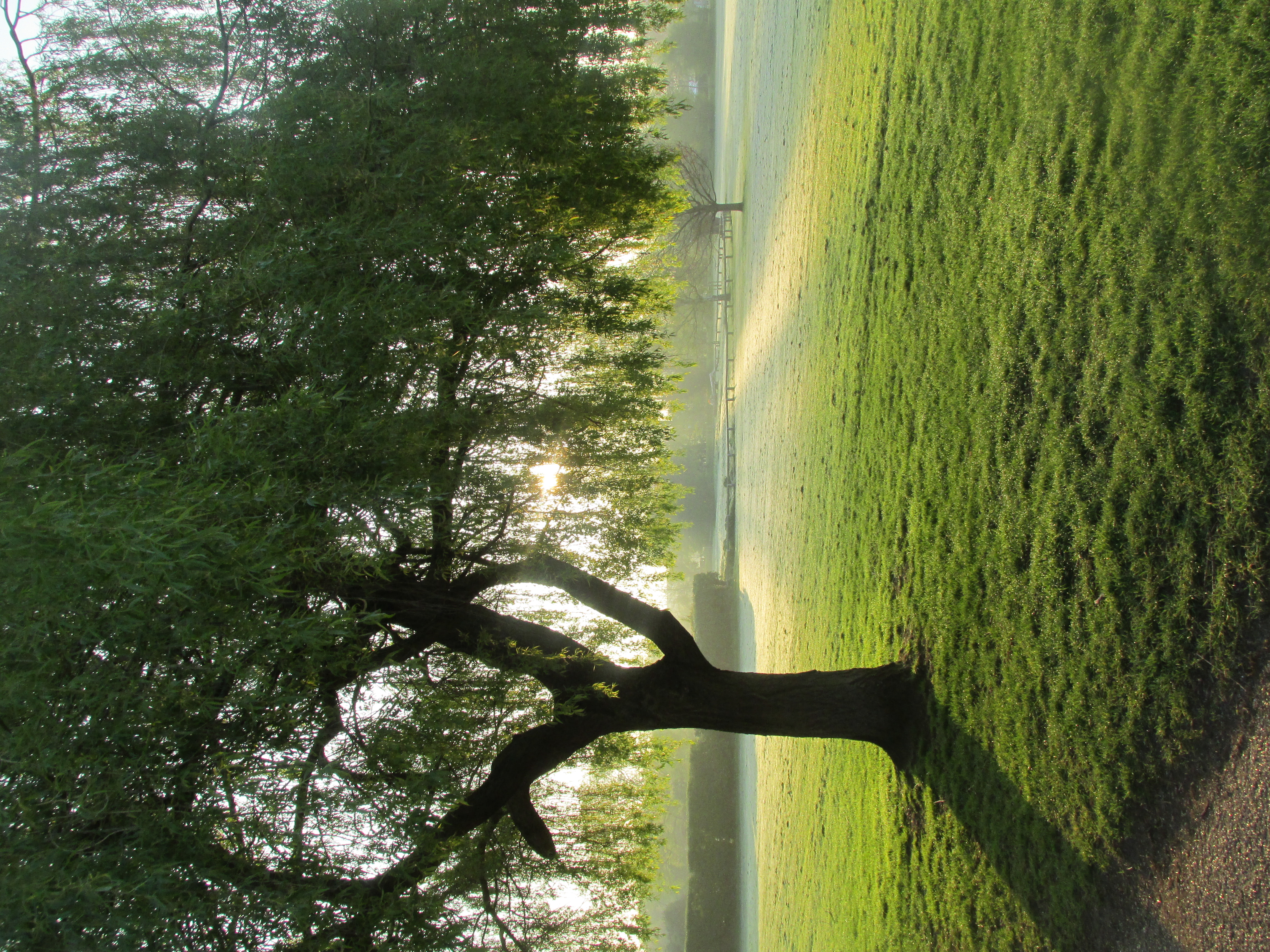 Soli-tree