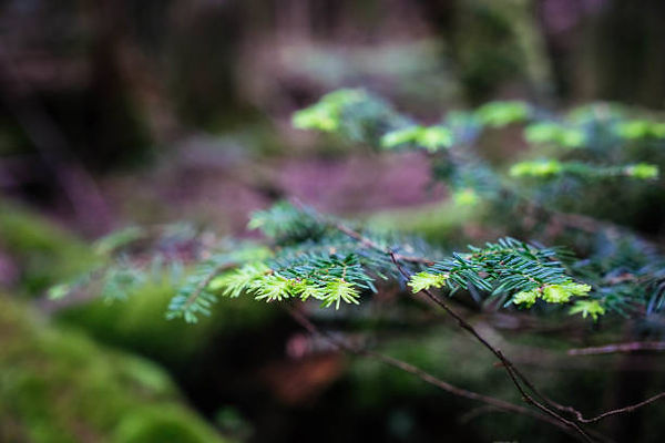 focusing tree - new growth