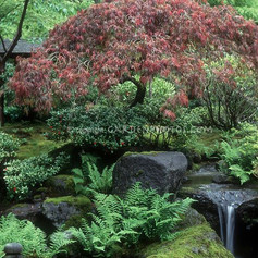 Japanese Garden, waterfall, maple _ Plan