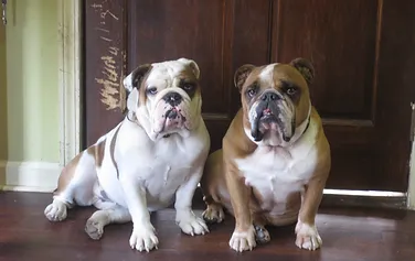 animal house pet boarding