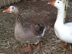 mavis-gus-geese-photo