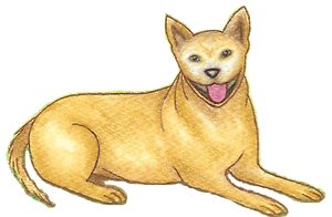 hoondy-red-cattle-dog