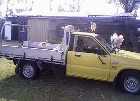 yellow-ute-photo