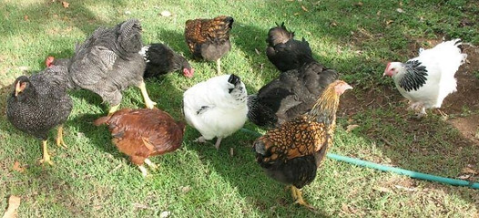 meet-us-cackleberry-lodge-hens