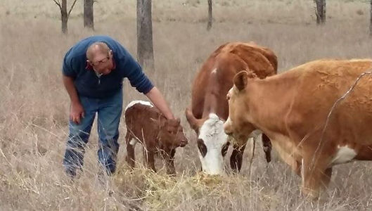 farmer-dodds-cows-photo