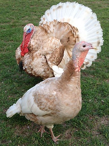 reeno-laura-turkey-photo