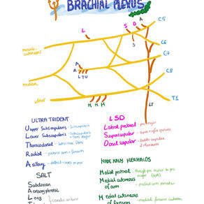 BRACHIAL PLEXUS