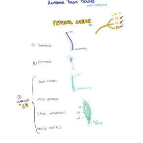 MUSCLES OF LOWER LIMB