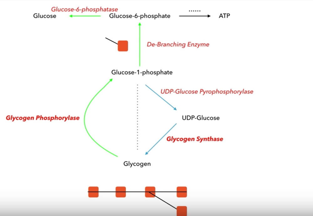 SUMMARY OF GLYCOGEN STORAGE AND ITS DISEASES