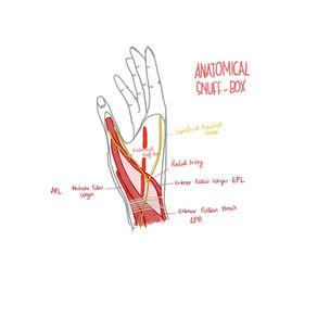 SNUFF BOX AND CARPAL TUNNEL