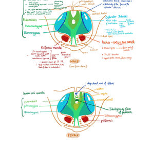 PELVIS AND PERINEUM