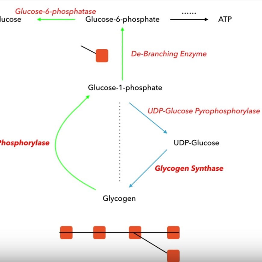 SUMMARY OF GLYCOGEN STORAGE AND ITS DISEASES