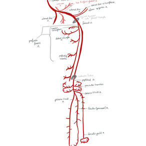 LOWER LIMB ARTERIES