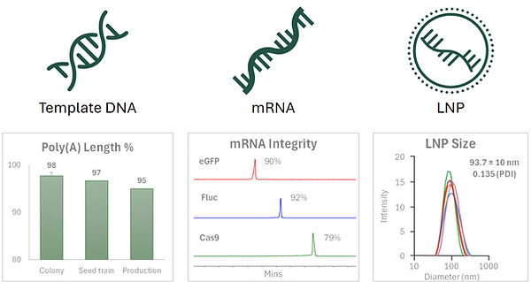 mRNA-Standards.png