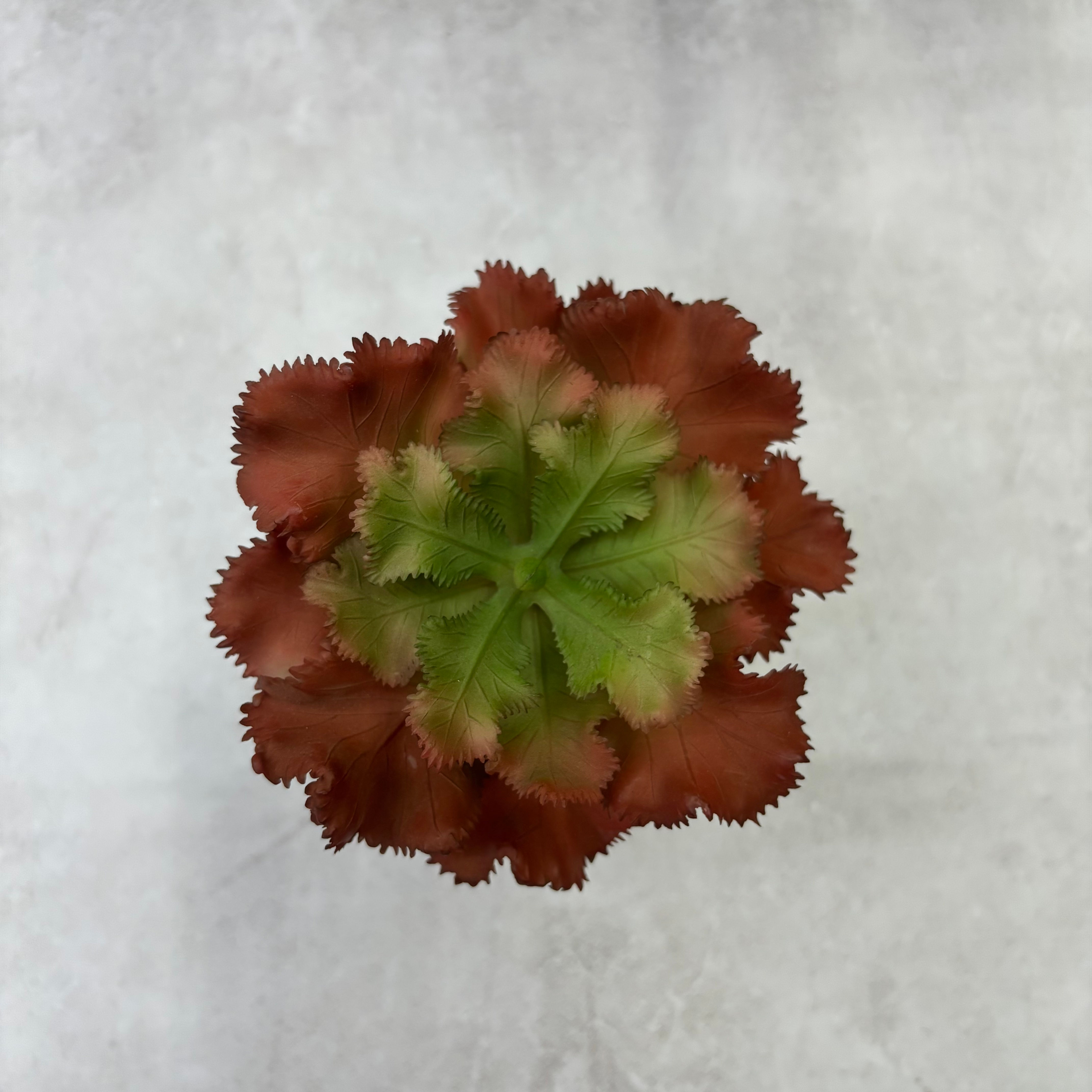 Suculenta Ondulada Terrano