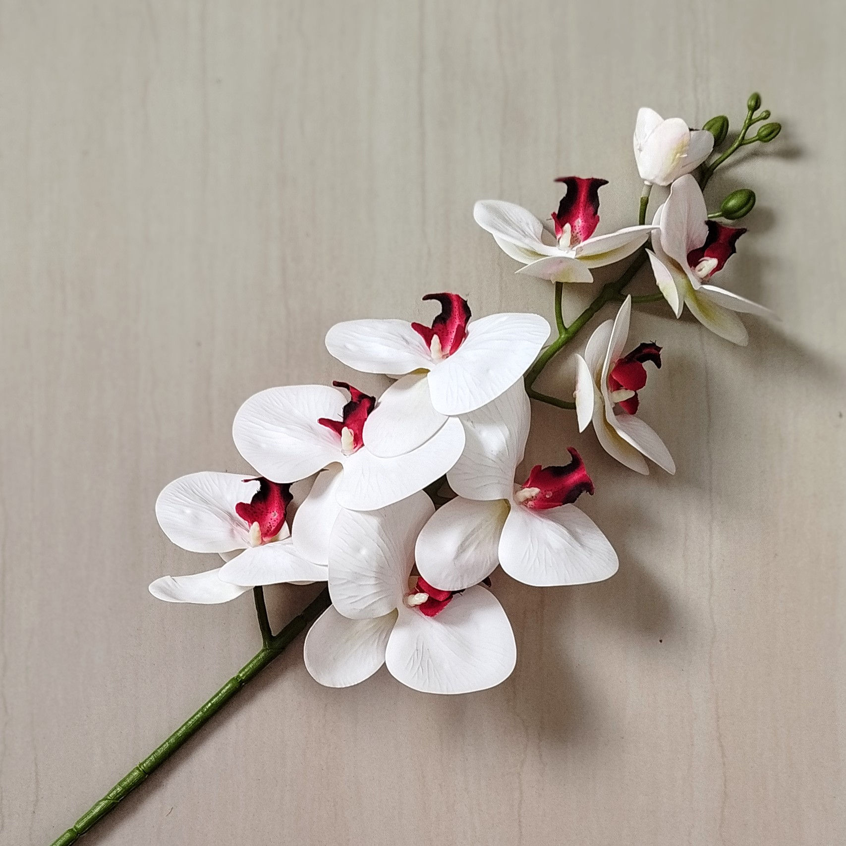 Orquídea Phalaenopsis Premium