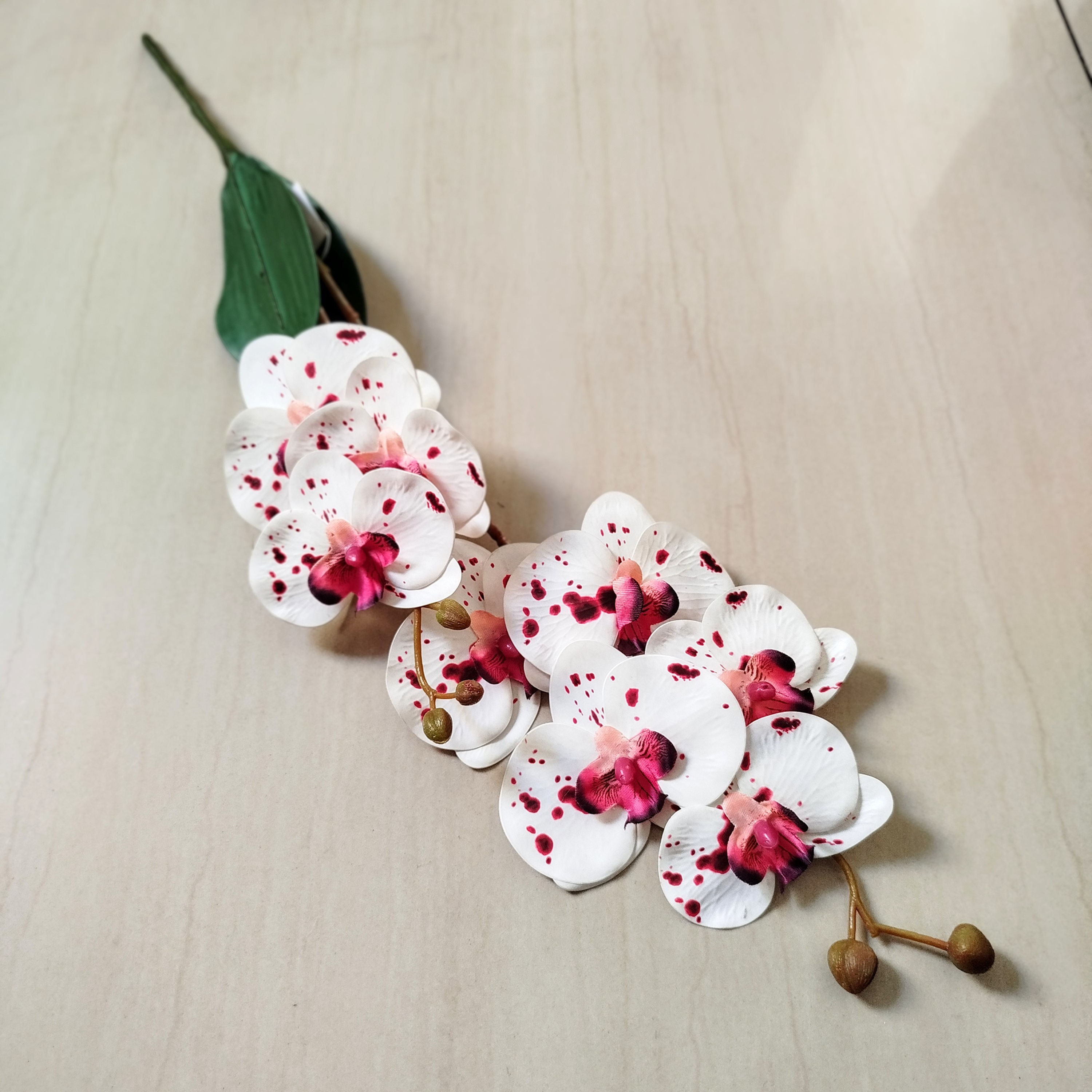 Orquídea Phalaenopsis – Dupla Haste com Folhas