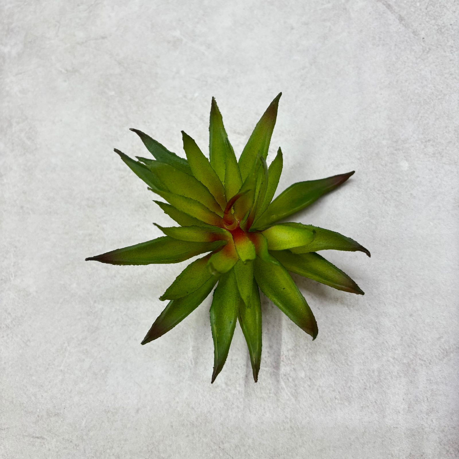 Suculenta Escultural Verde Lima