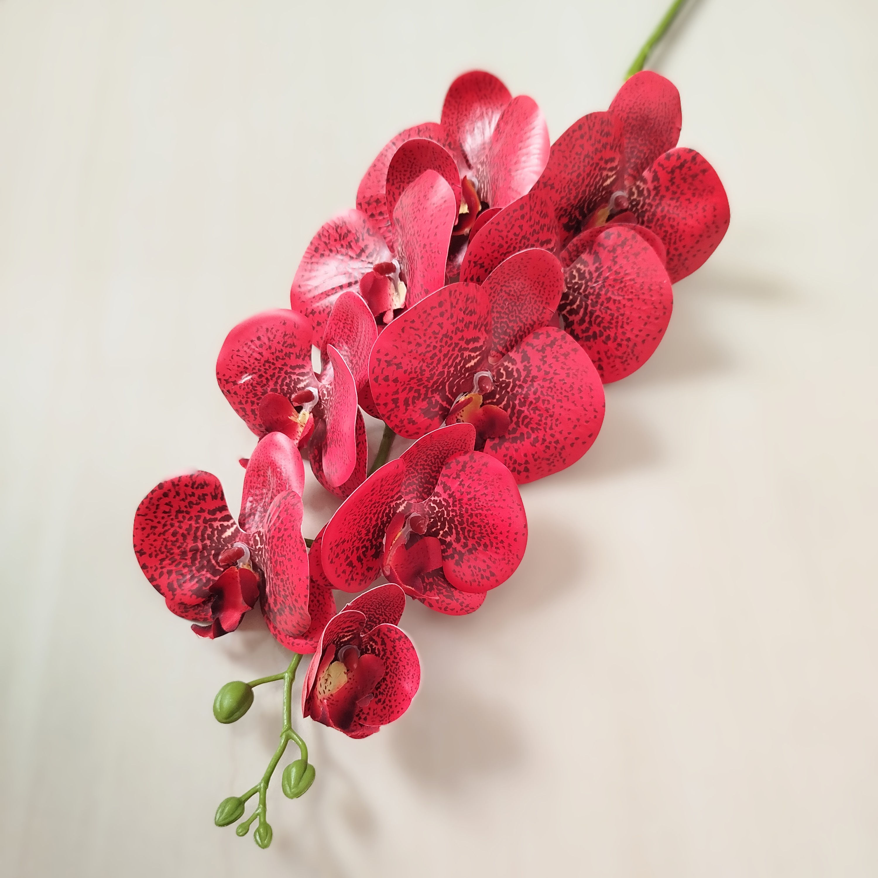 Orquídea Phalaenopsis Premium