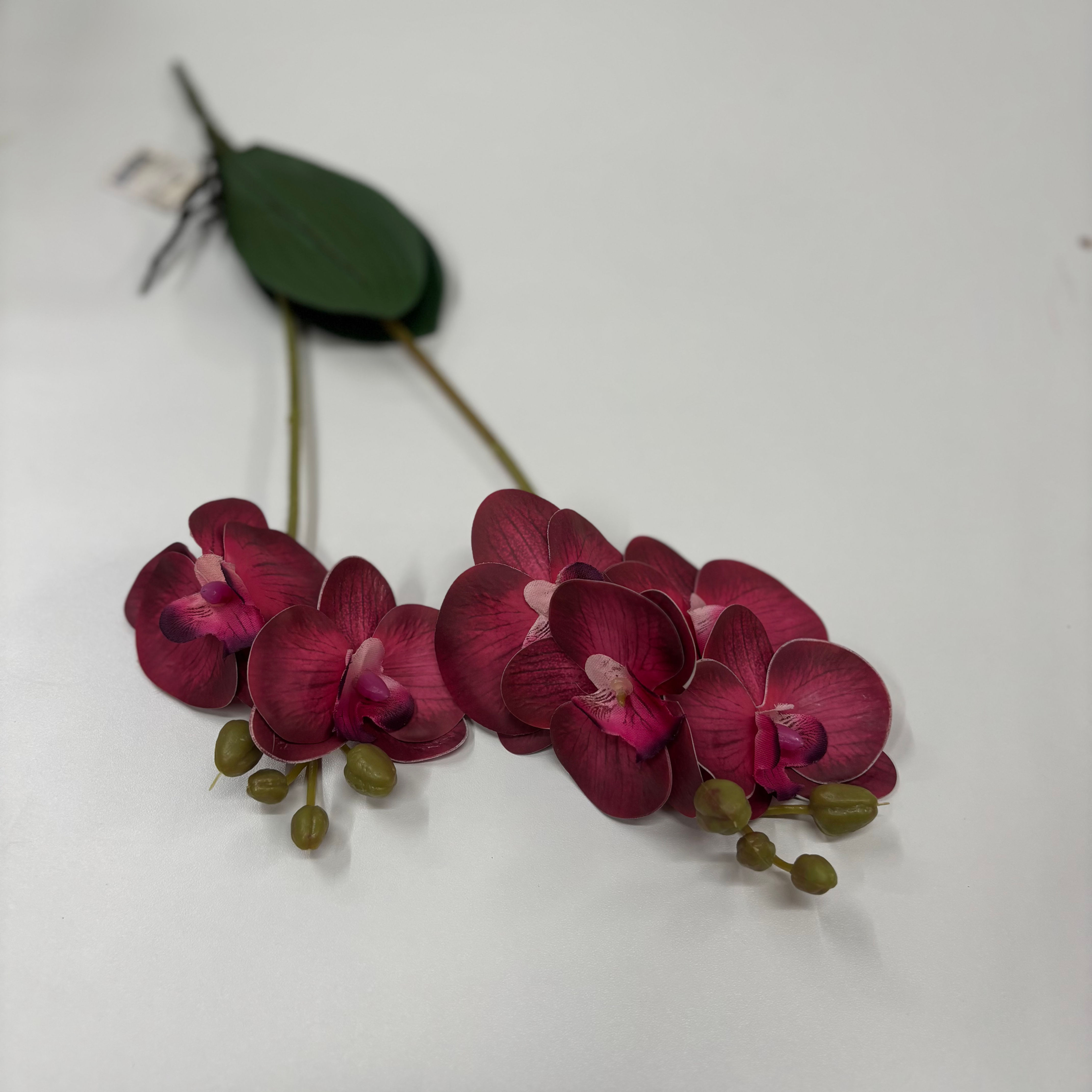 Orquídea Phalaenopsis Compacta com Folhas