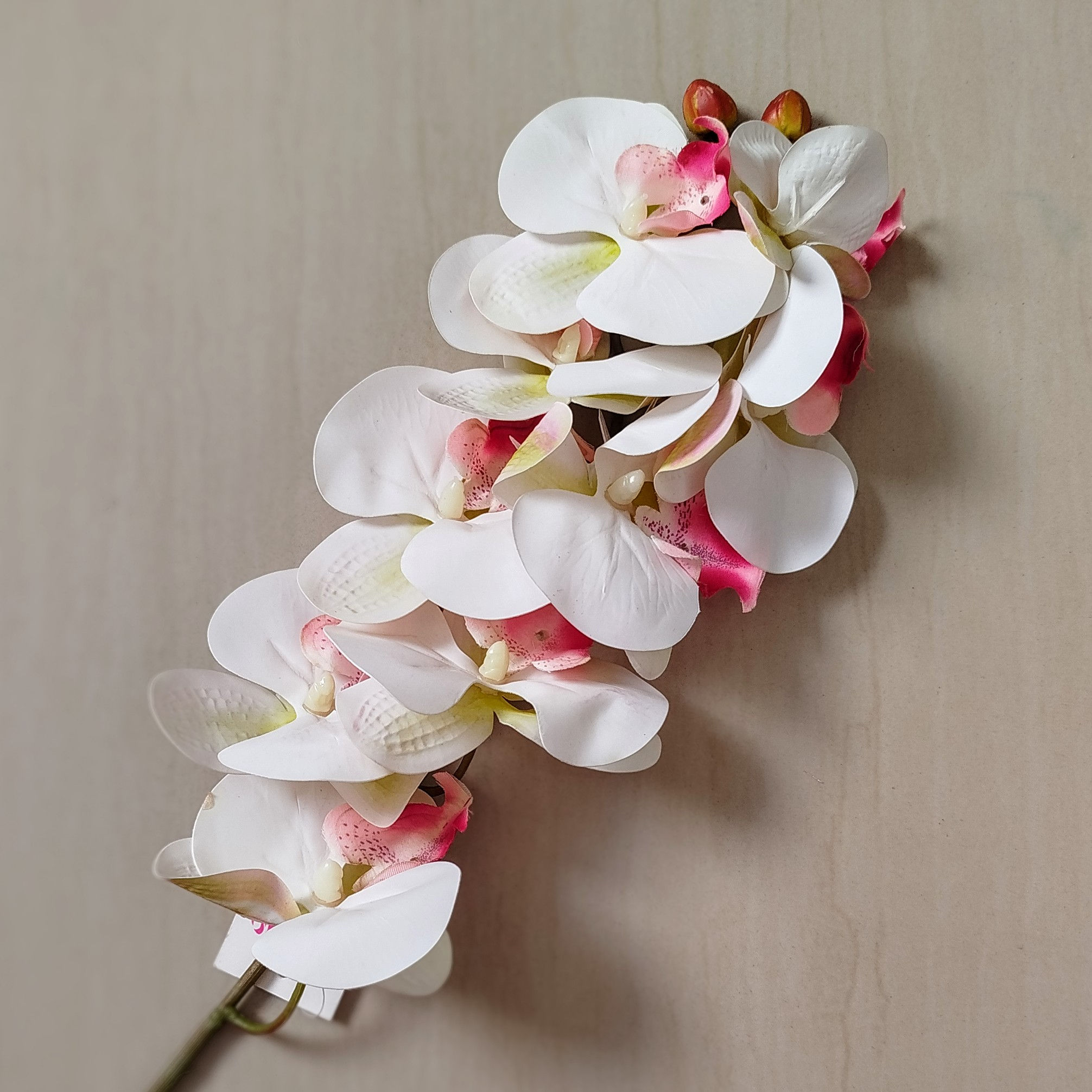 Orquídea Phalaenopsis