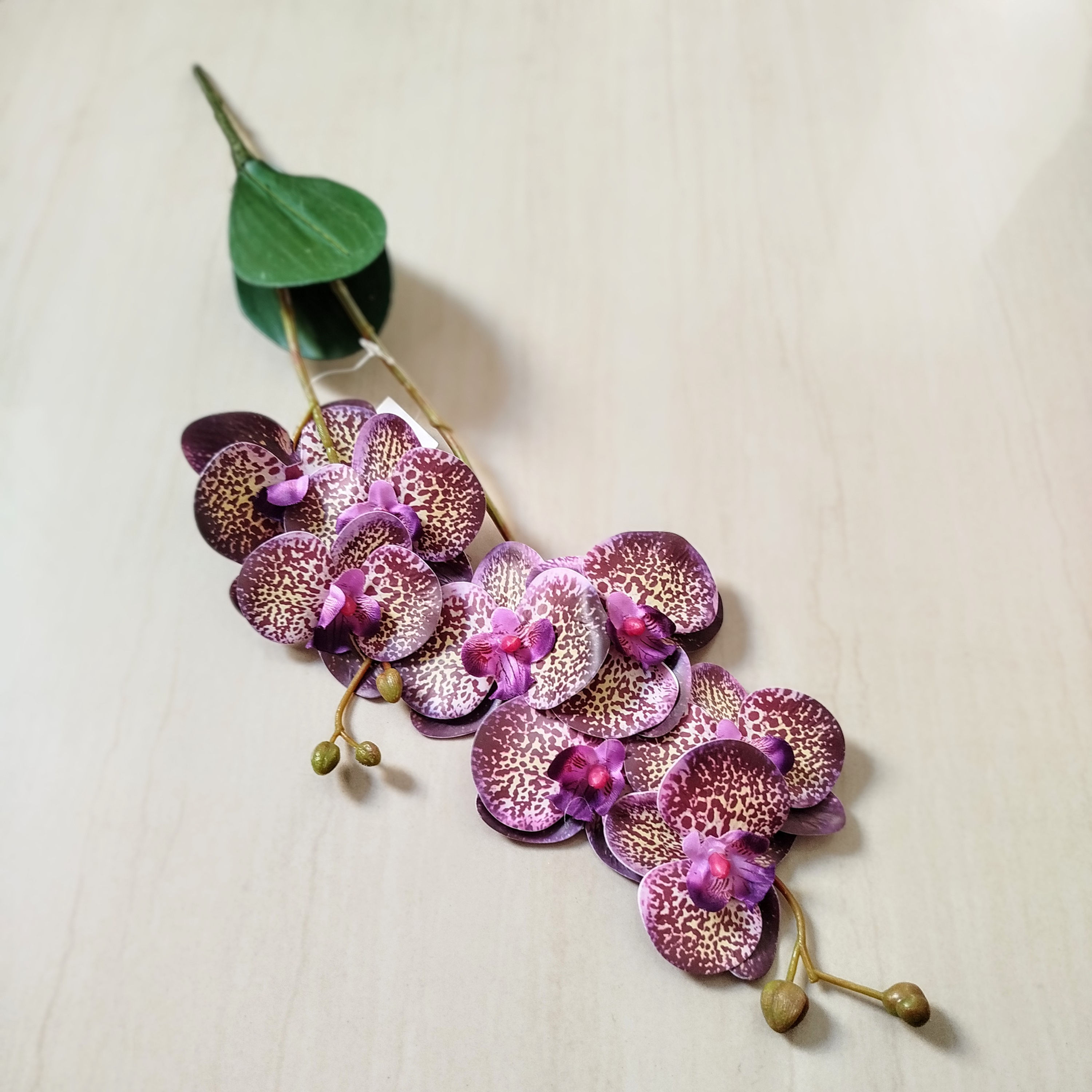 Orquídea Phalaenopsis – Dupla Haste com Folhas